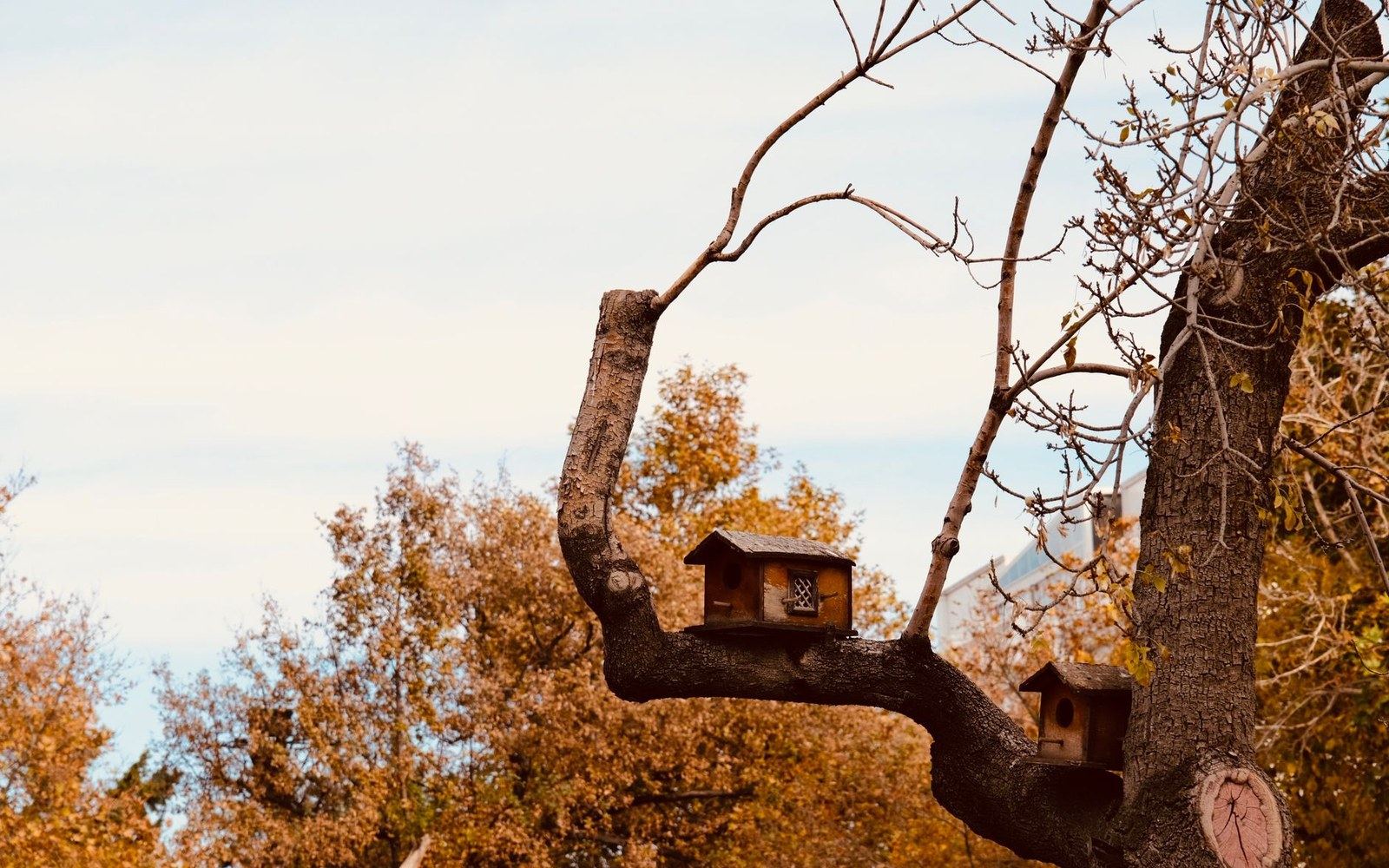 Two small wooden birdhouses attached to bare tree branches amid autumn foliage
